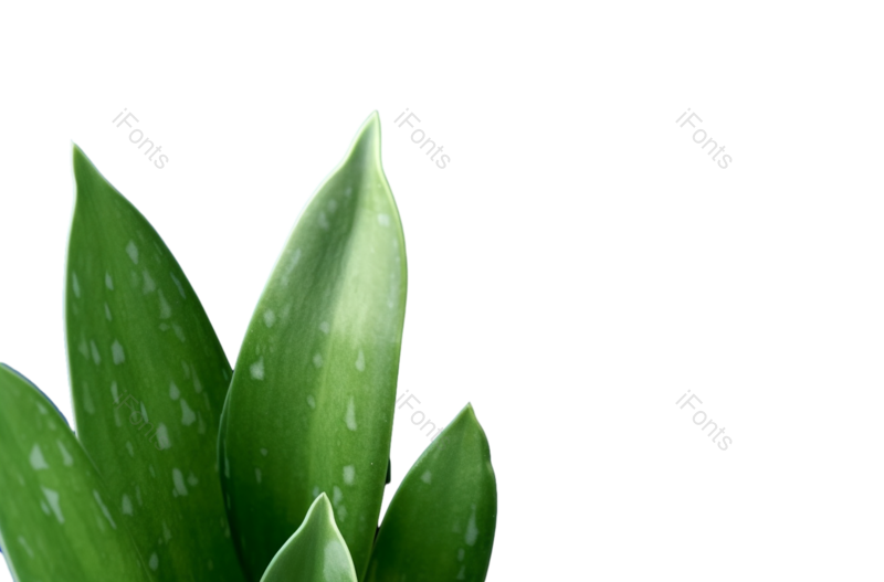 叶子图片,装饰元素,清新PNG,生态环境免抠素材